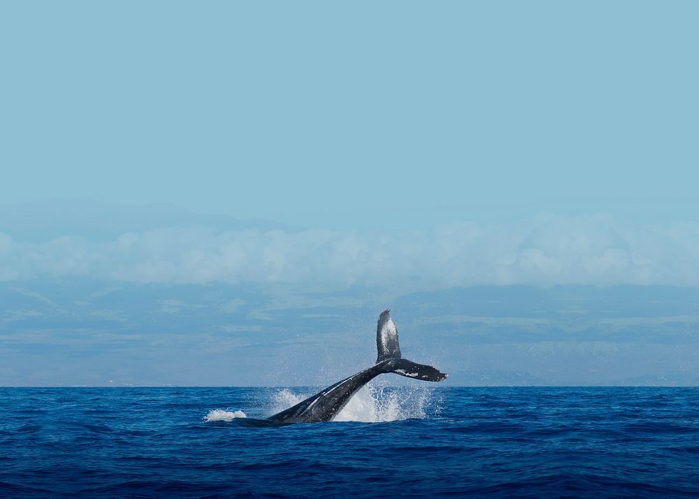 Whale in ocean background design