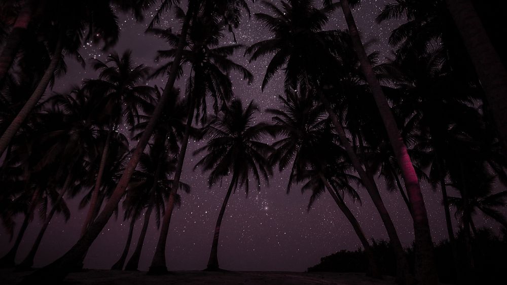 Palm trees at night desktop wallpaper