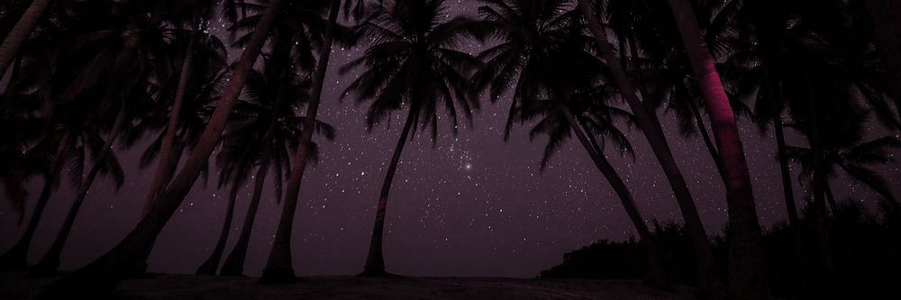 Palm trees at night background for banner