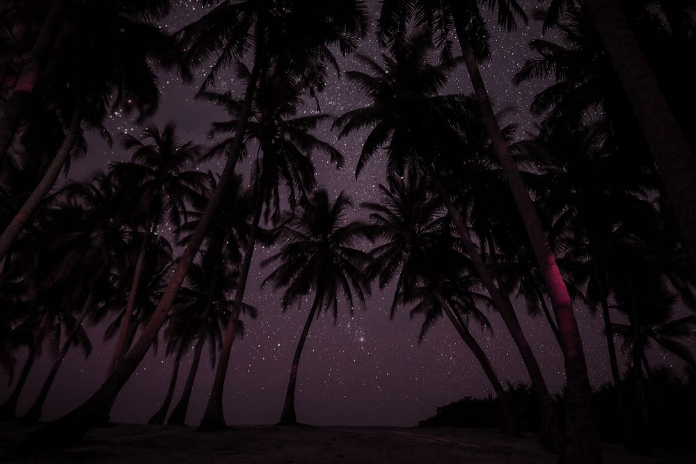 Palm trees at night background design