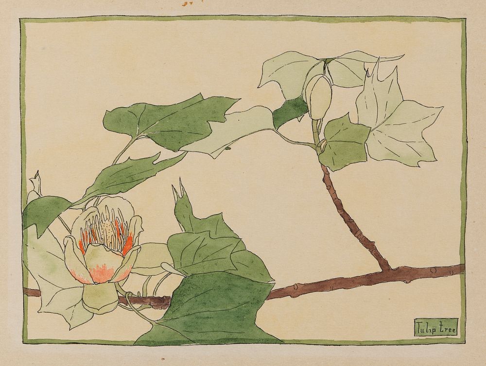 Tulip Tree by Hannah Borger Overbeck