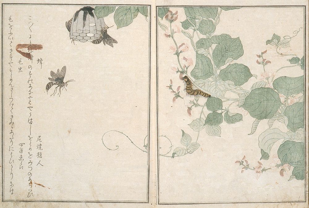 Picture Book of Selected Insects by Kitagawa Utamaro