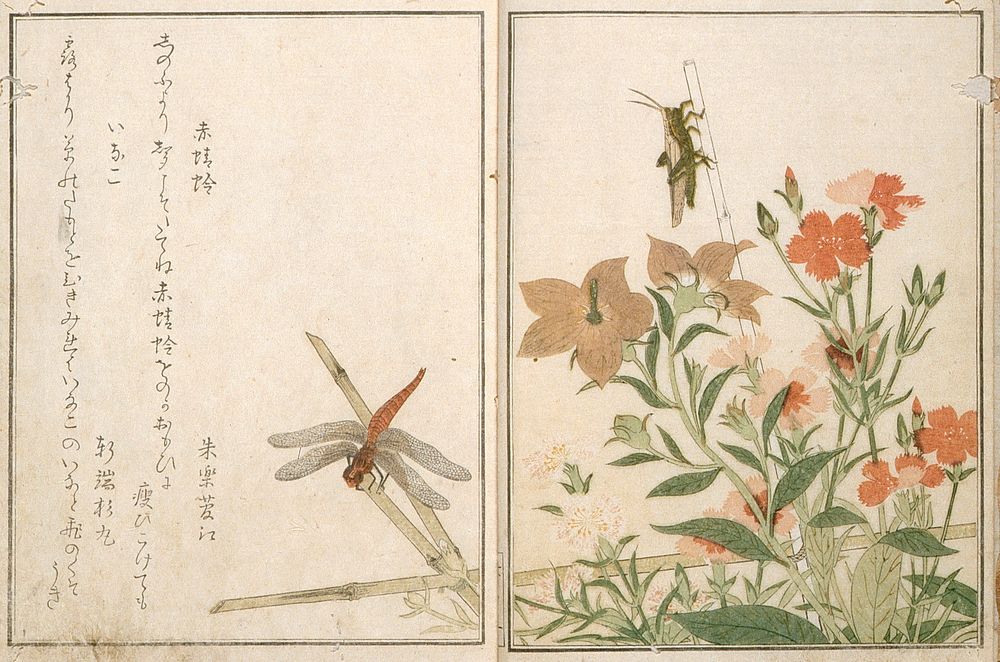 Picture Book of Selected Insects, vol. II by Kitagawa Utamaro