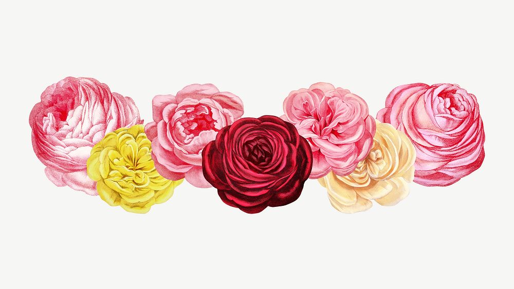 Pink rose flowers divider, vintage botanical collage element psd  by François-Frédéric Grobon. Remixed by rawpixel.
