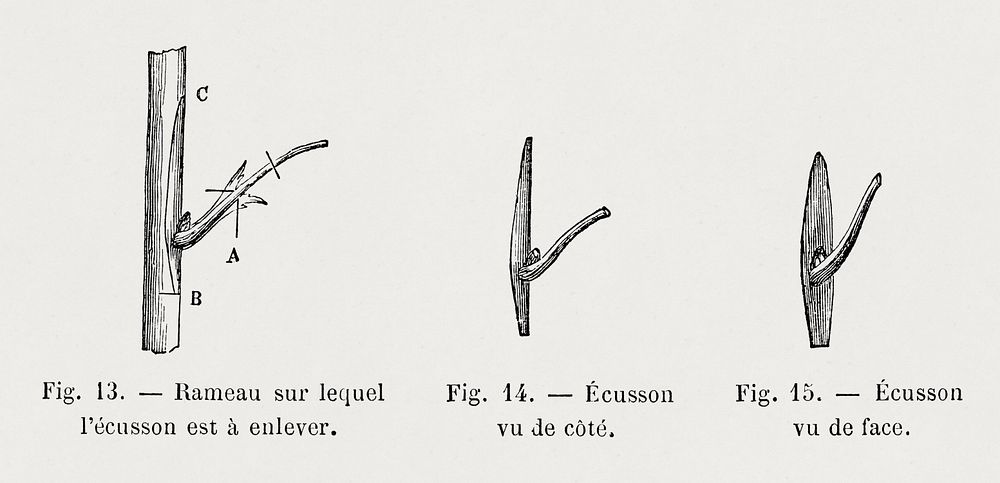 Vintage tree twigs, botanical illustration by Fran&ccedil;ois-Fr&eacute;d&eacute;ric Grobon. Digitally enhanced from our own…