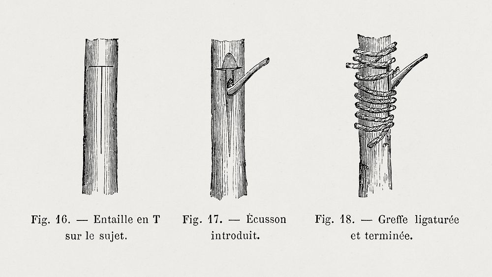 Vintage tree twigs, botanical illustration by Fran&ccedil;ois-Fr&eacute;d&eacute;ric Grobon. Public domain image from our…