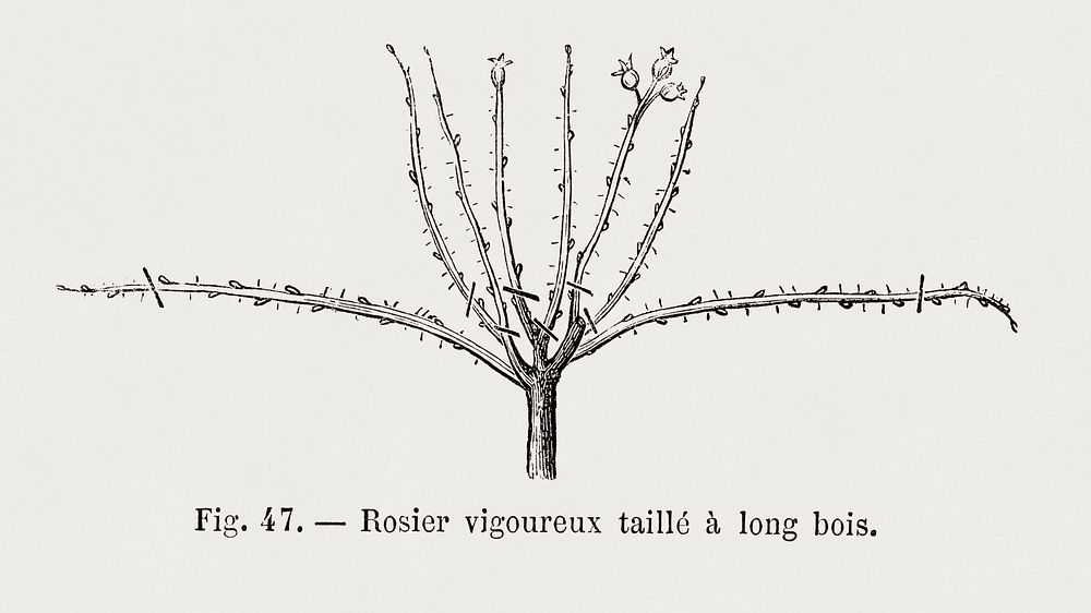 Vigorous rosebush pruned to long wood rose, vintage gardening illustration by Fran&ccedil;ois-Fr&eacute;d&eacute;ric Grobon.…