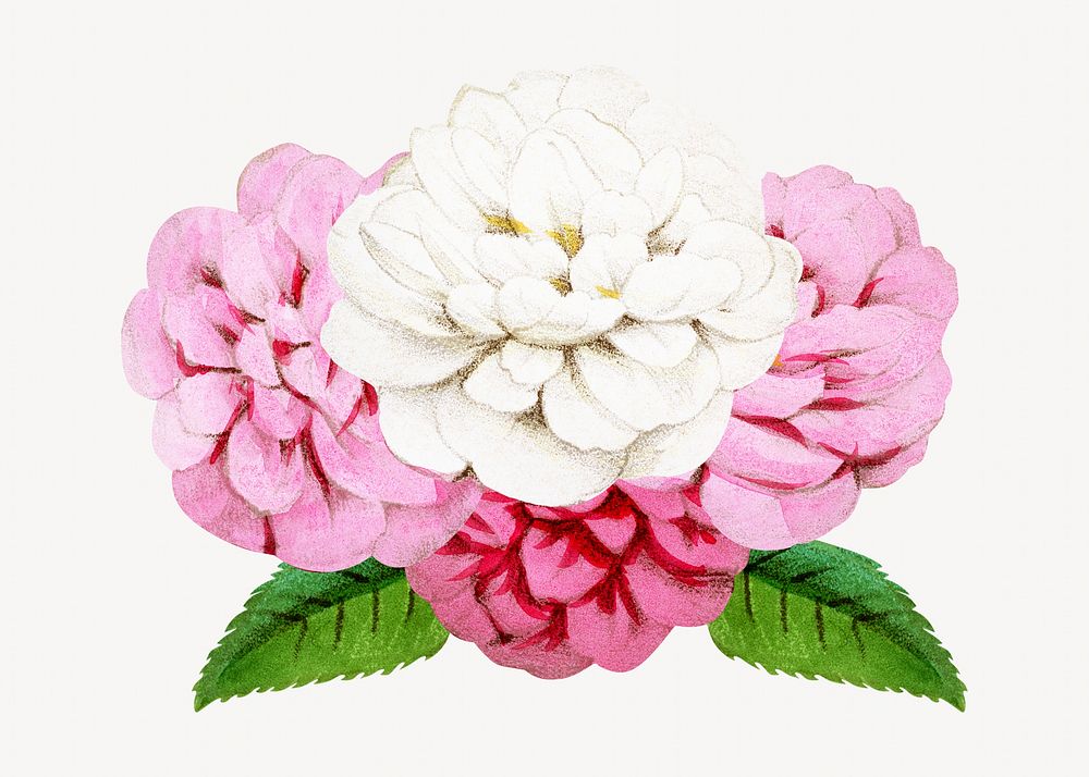 Pink rose bouquet, vintage flower illustration by François-Frédéric Grobon. Remixed by rawpixel.