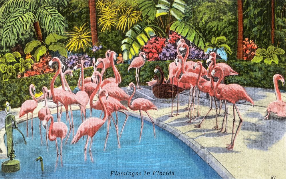 Flamingos in Florida (1930&ndash;1945) chromolithograph.  Original public domain image from Digital Commonwealth. Digitally…