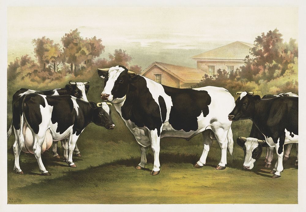 Five cows, looking out at the viewer, standing in a field with a house behind them (1890) chromolithograph. Original public…
