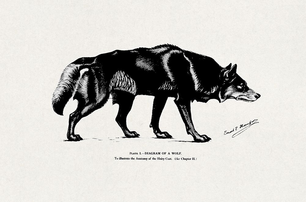 Studies in the art anatomy of animals (microform): being a brief analysis of the visible forms of the more familiar mammals…