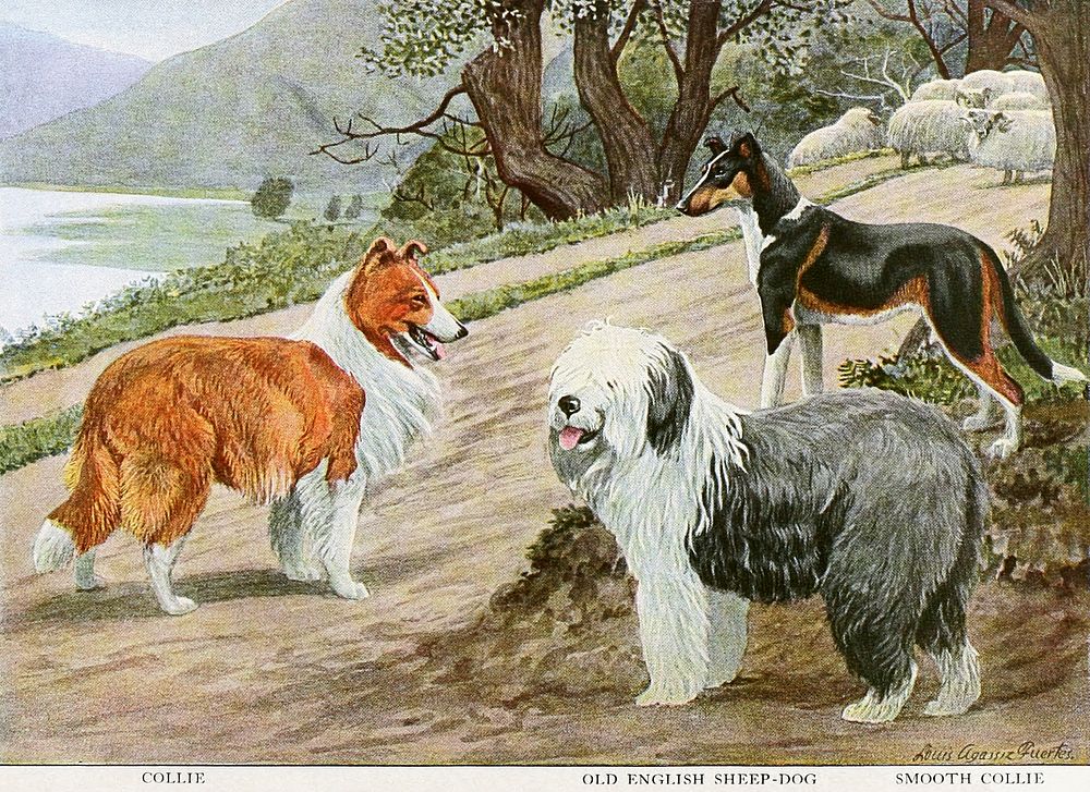 The book of dogs; an intimate study of mankind's best friend (1919) chromolithograph by National Geographic Society (U.S.).…