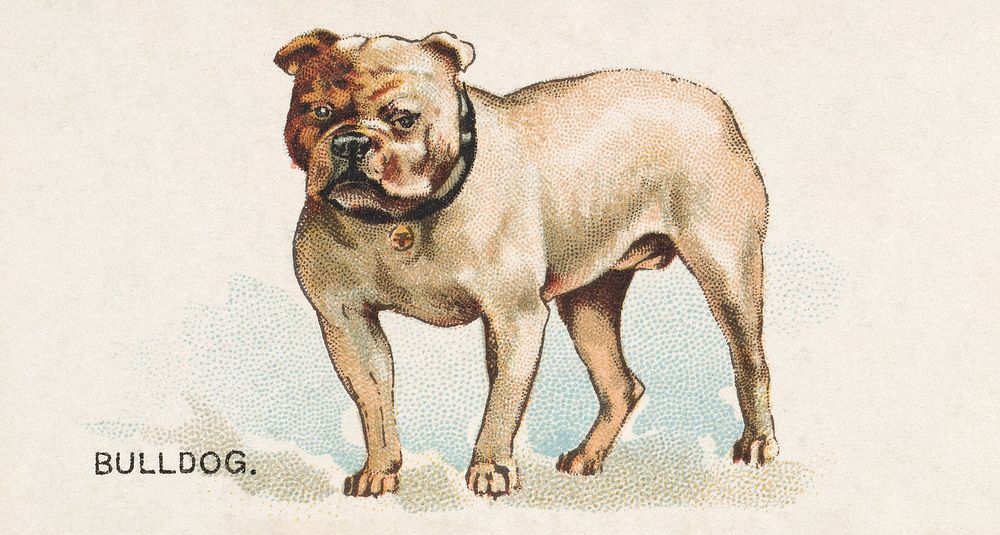 Bulldog, from the Dogs of the World series for Old Judge Cigarettes (1890), vintage animal illustration by Goodwin &…