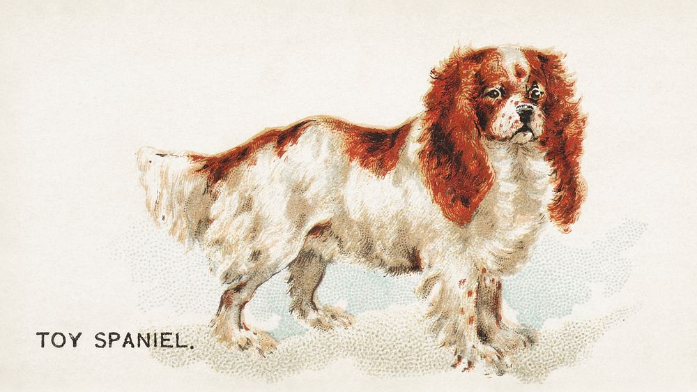 Toy Spaniel, from the Dogs of the World series for Old Judge Cigarettes (1890), vintage animal illustration by Goodwin &…