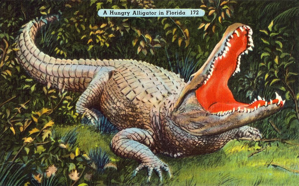 A hungry alligator in Florida (1930&ndash;1945), vintage animal illustration. Original public domain image from Digital…