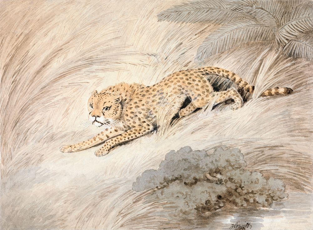 A Cheetah Crouching by a Pool (1805), vintage animal illustration by Samuel Howitt. Original public domain image from Yale…