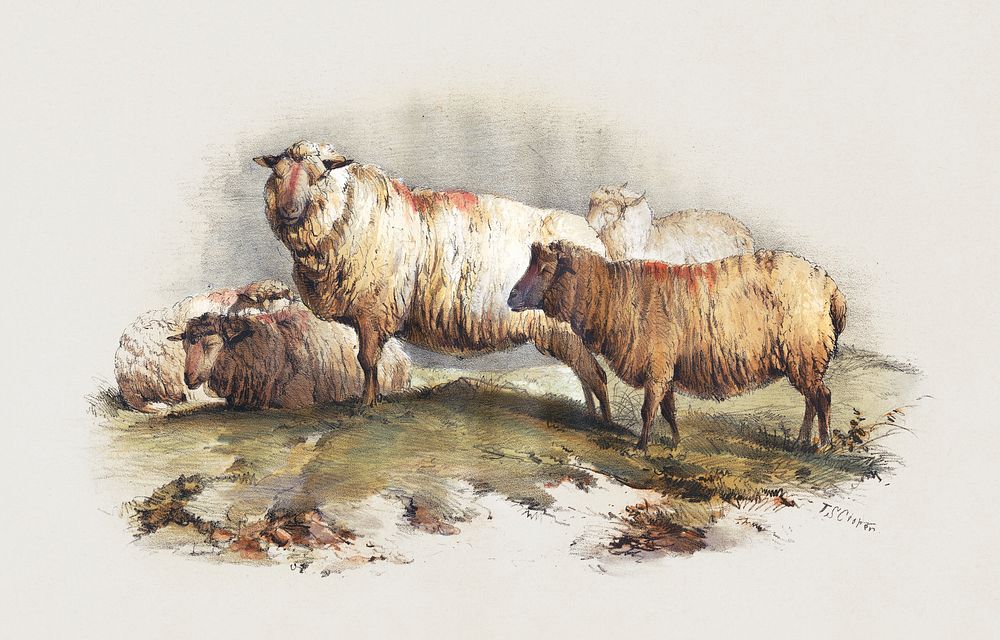 Sheep, vintage farm animal illustration. Original public domain image from Yale Center for British Art.  Digitally enhanced…