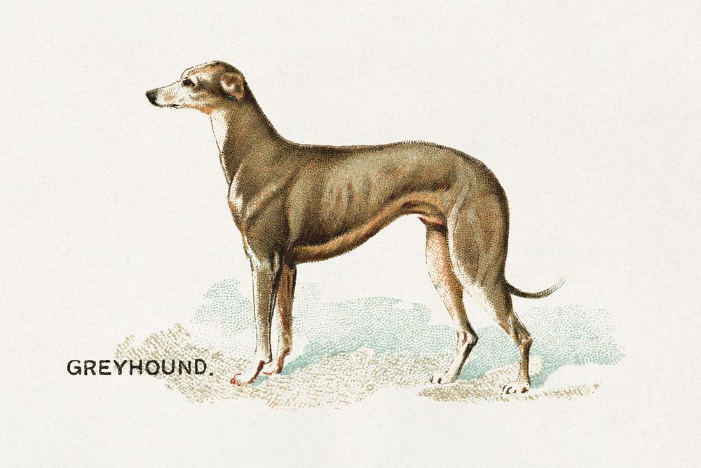 Greyhound, from the Dogs of the World series for Old Judge Cigarettes (1890) chromolithograph art. Original public domain…