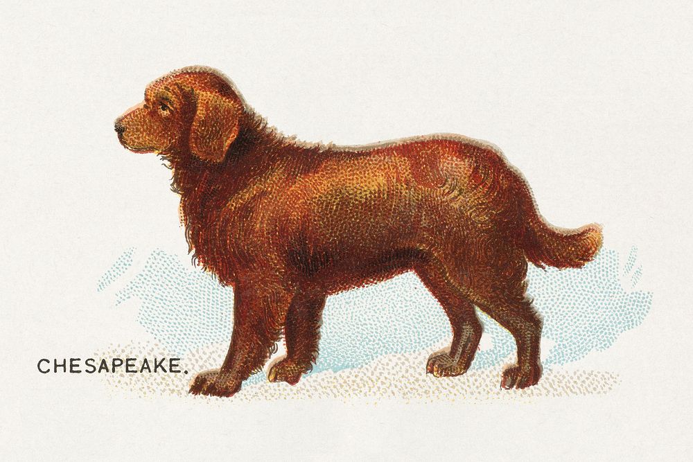 Chesapeake, from the Dogs of the World series for Old Judge Cigarettes (1890) chromolithograph art. Original public domain…