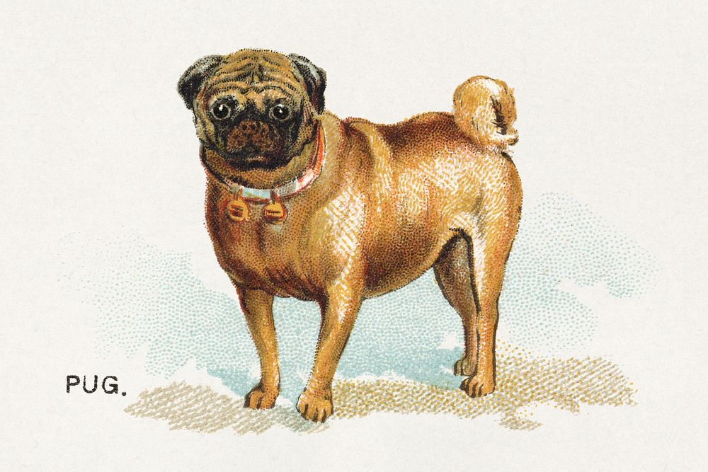 Pug, from the Dogs of the World series for Old Judge Cigarettes (1890) chromolithograph art. Original public domain image…
