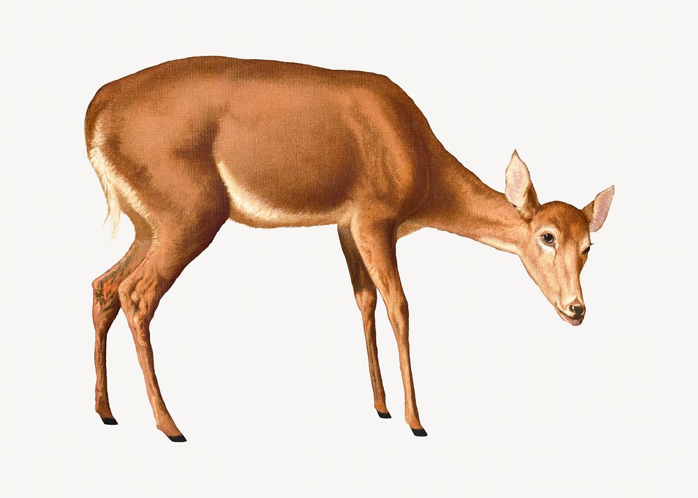 Vintage deer, animal illustration. Remixed by rawpixel.