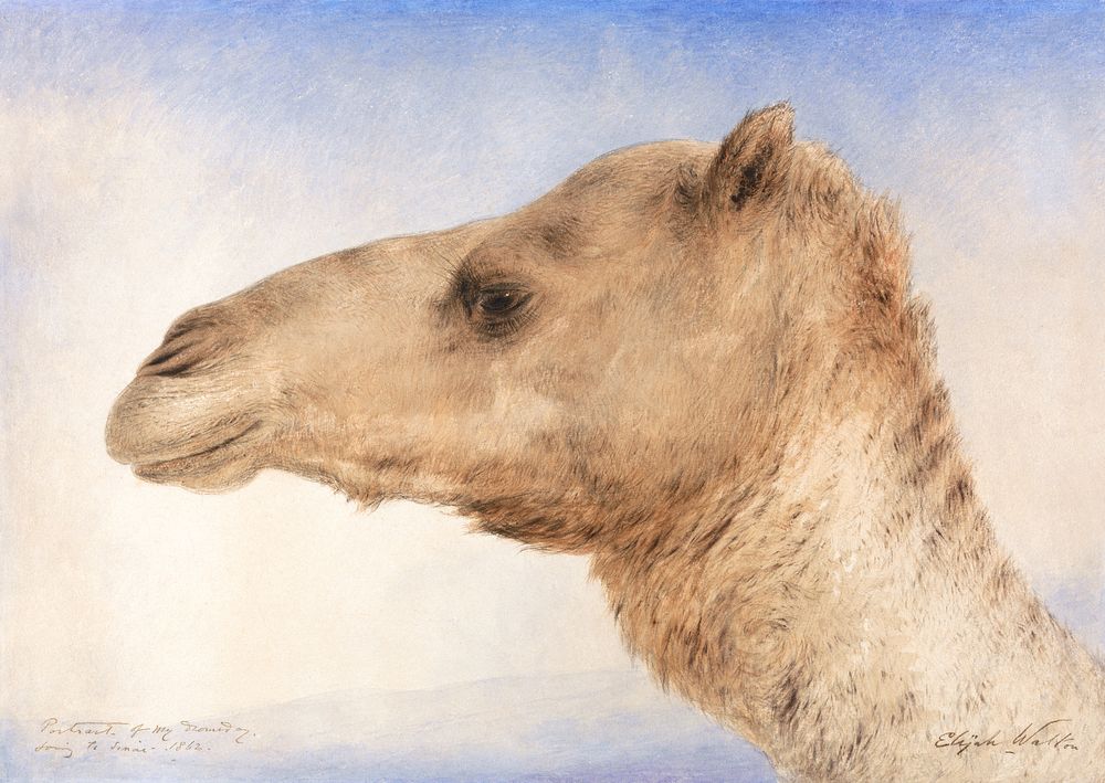 Portrait of the Artist's Dromedary (1862) watercolor art by Elijah Walton. Original public domain image from Yale Center for…