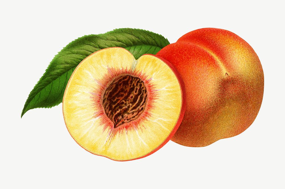 Vintage royal george peach illustration, collage element psd. Remixed from our own original 1879 edition of Nederlandsche…