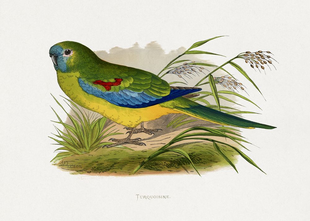 Turquoisine (Neophema pulchella) colored wood-engraved plate by Alexander Francis Lydon. Digitally enhanced from our own…