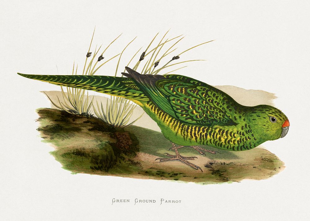 Green Ground Parrot (Pezoporus wallicus) colored wood-engraved plate by Alexander Francis Lydon. Digitally enhanced from our…