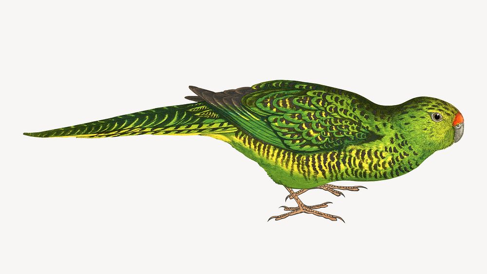 Green ground parrot vintage bird illustration. Remixed by rawpixel.