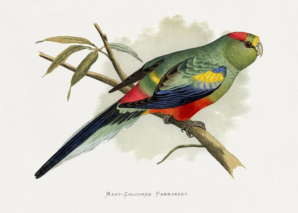Many-Coloured Parrakeet (Psephotellus varius) colored wood-engraved plate by Alexander Francis Lydon. Digitally enhanced…