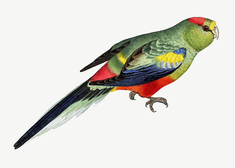Many-coloured parakeet, vintage bird illustration psd. Remixed by rawpixel.