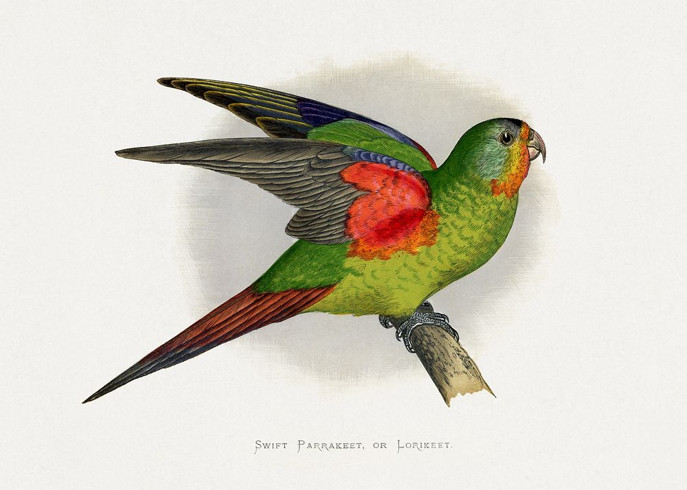 Swift Parrakeet or Lorikeet (Lathamus discolor) colored wood-engraved plate by Alexander Francis Lydon. Digitally enhanced…