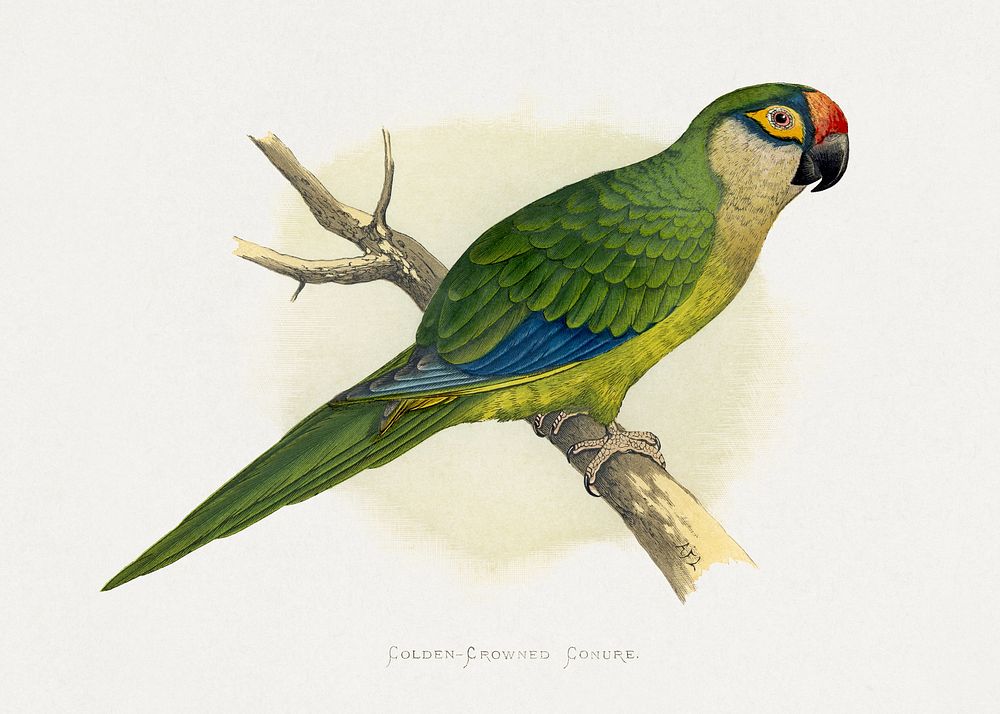 Golden-Crowned Conure (Aratinga auricapillus) colored wood-engraved plate by Alexander Francis Lydon. Digitally enhanced…