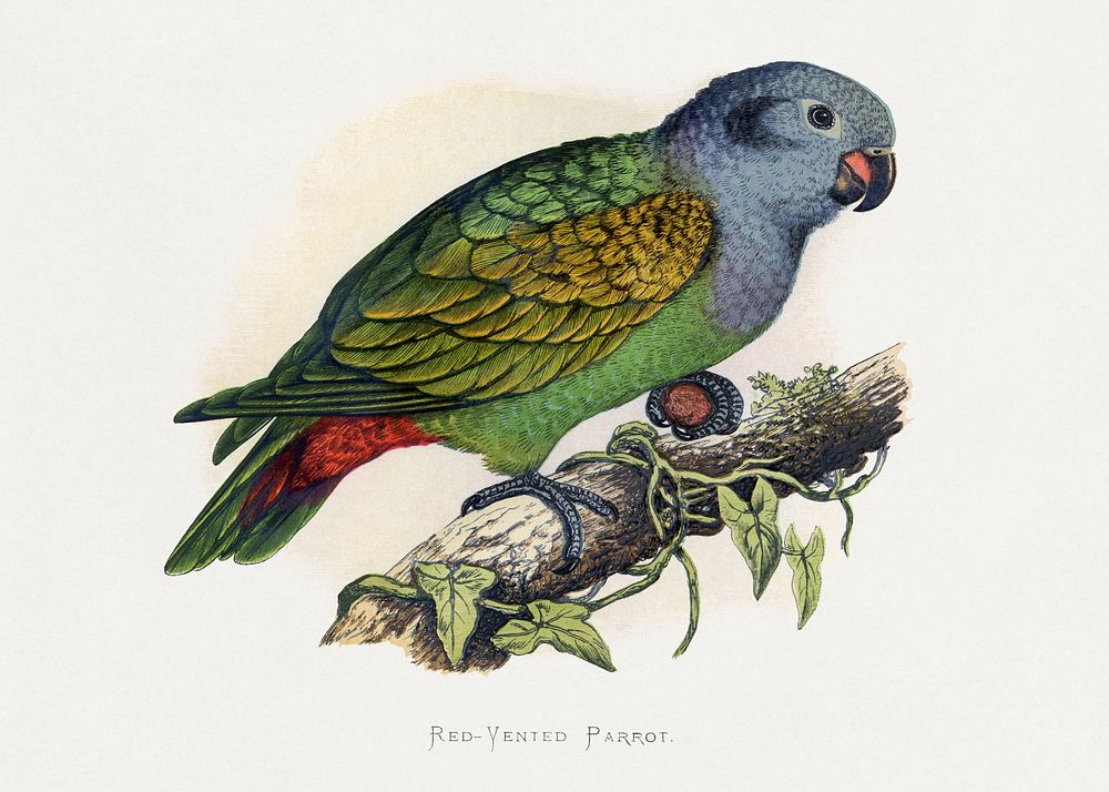 Red-Vented Parrot (Amazona martinicana) colored wood-engraved plate by Alexander Francis Lydon. Digitally enhanced from our…