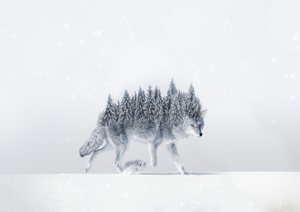 Surreal coyote wolf background, pine forest back remix