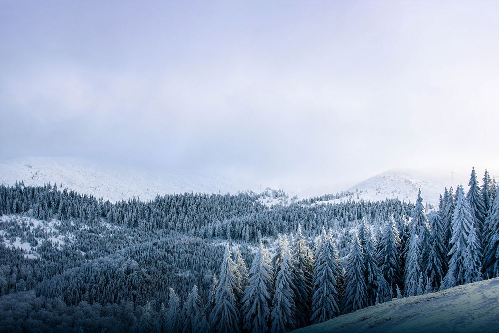 Winter forest border background