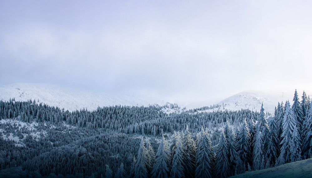 Winter forest border background