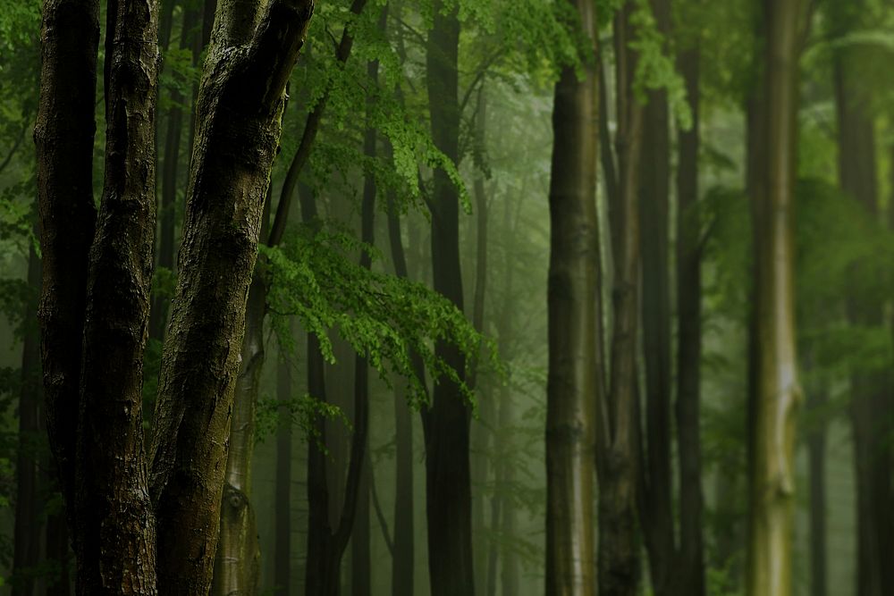 Aesthetic bamboo forest background, nature image