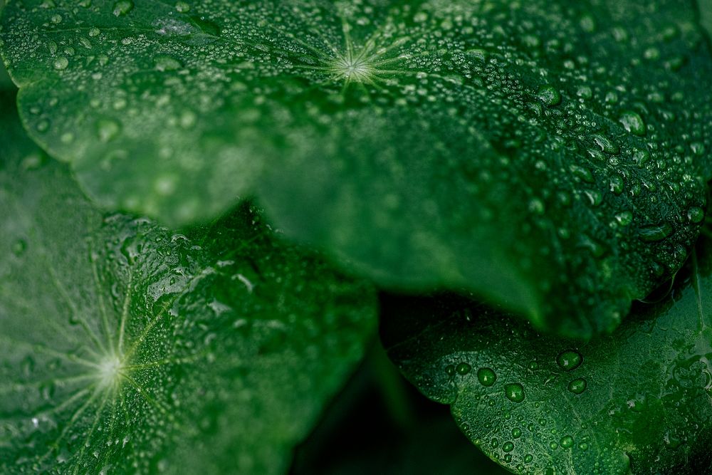 Wet tropical leaf background, nature image