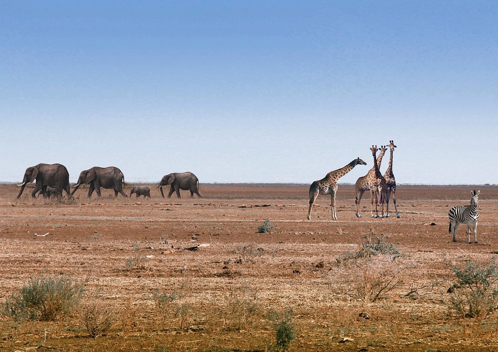African safari background, wild animals image