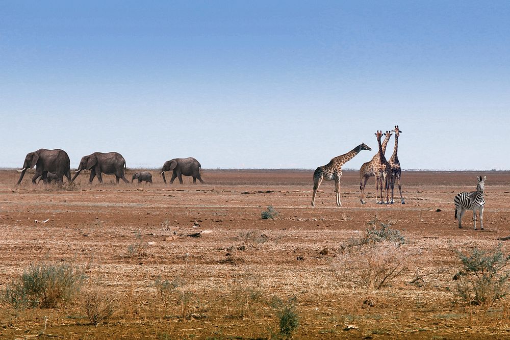 African safari background, wild animals image