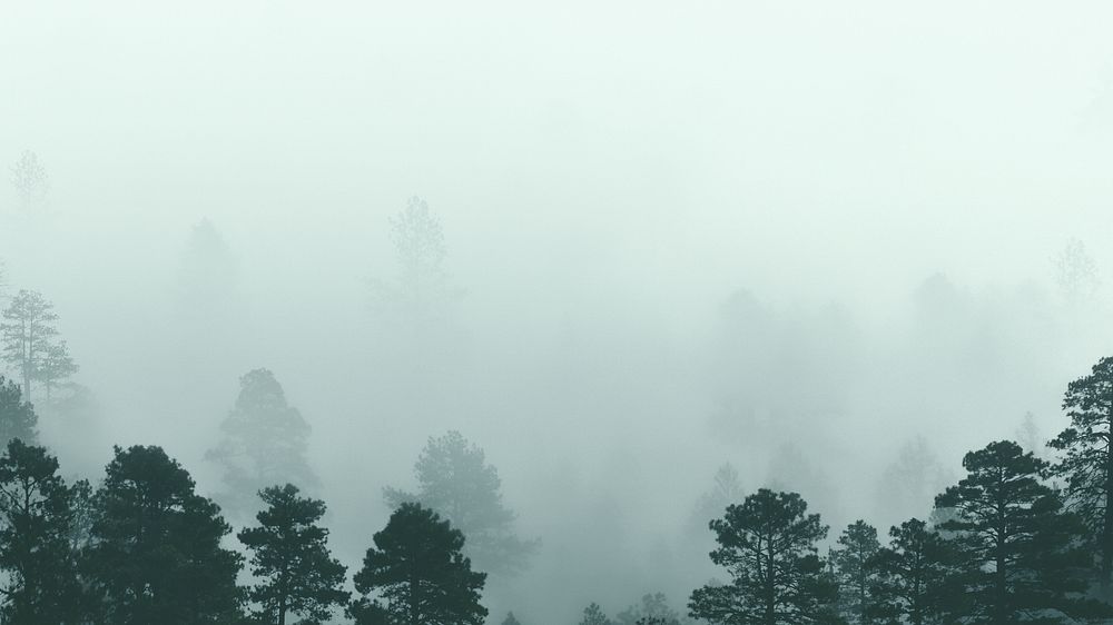 Foggy pine forest desktop wallpaper, nature image