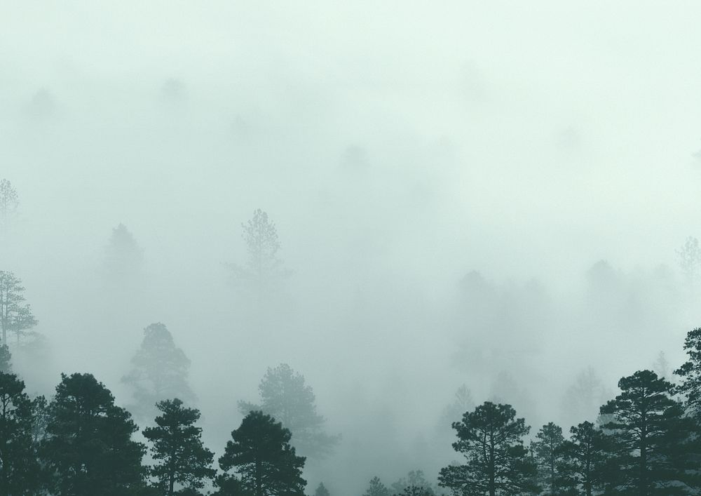 Foggy pine forest background, nature image