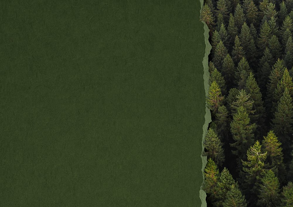 Ripped green paper background, pine forest border
