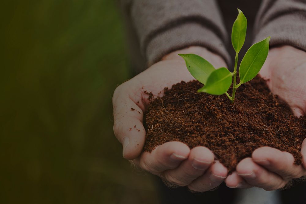 Hands cupping plant background, environment image