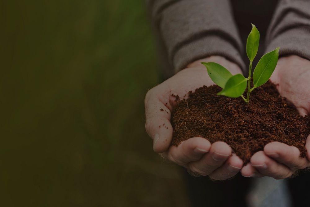 Hands cupping plant background, environment image