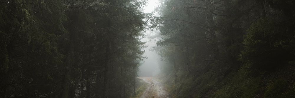 Foggy forest trail background, nature image