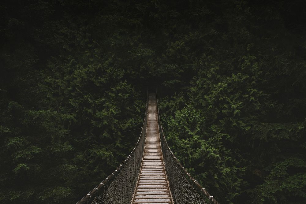 Forest hanging bridge background, nature travel image