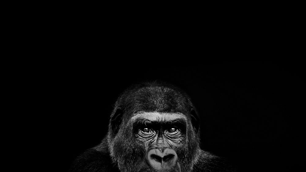 Black gorilla animal desktop wallpaper